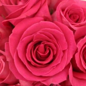 Meet your Posher, Violet